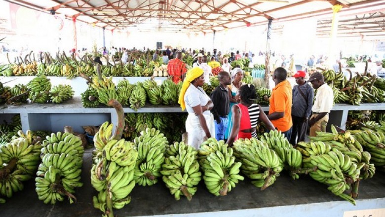 Feira da Banana arrecada mais de 100 milhões de kwanzas