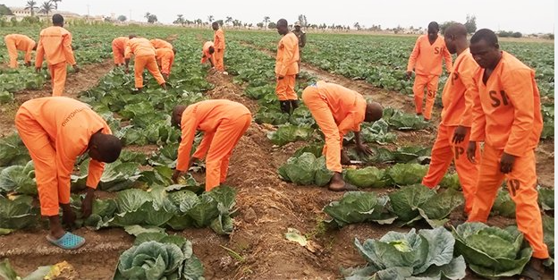 Produção agrícola em Benguela fortalece o suprimento alimentar das instituições prisionais.
